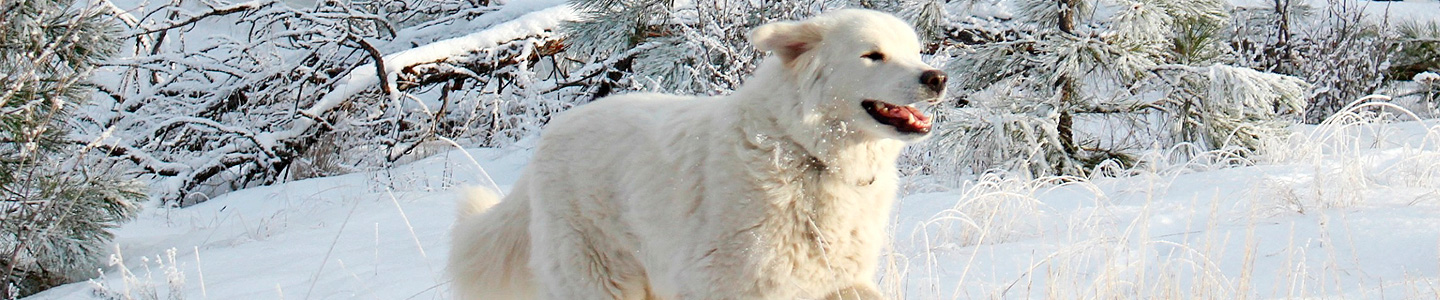 Hund im Schnee hund winter - hund im schnee - Kalte Schnauze