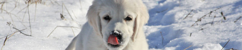 hund winter - hund im schnee3 800x167 - Kalte Schnauze