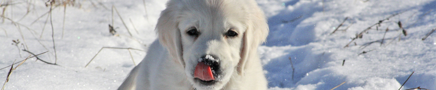 hund winter - hund im schnee3 - Kalte Schnauze  - hund im schnee3 - Biss25 Premium Hundefutter Shop