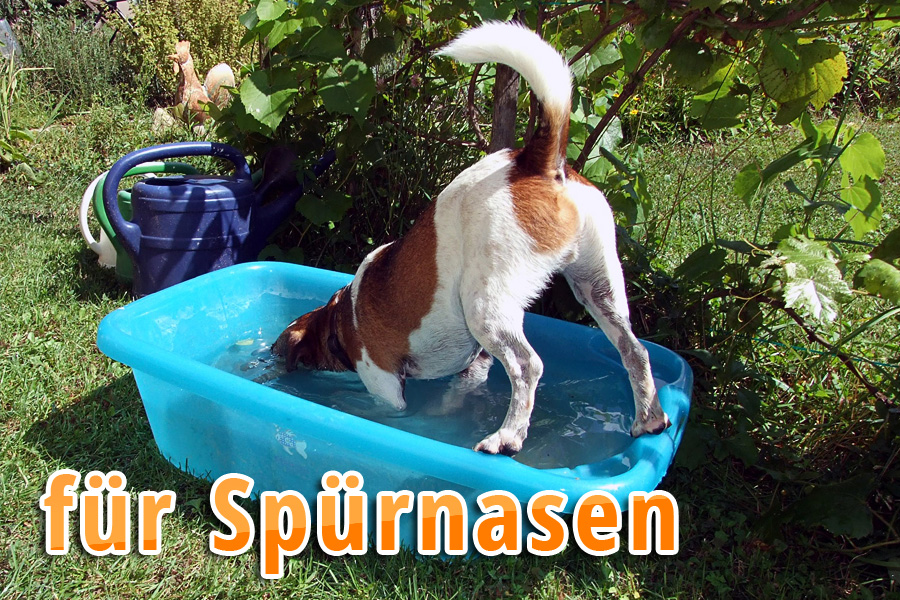 schwitzen hunde - hund pool12 - Schwitzen Hunde? Tipps für heiße Tage