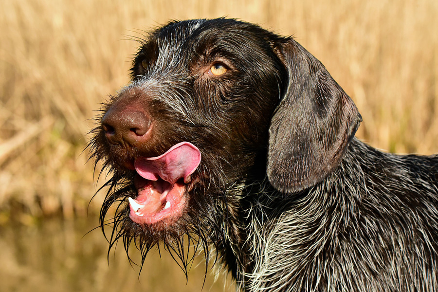 schwitzen hunde - hund temperaturregelung01 - Schwitzen Hunde? Tipps für heiße Tage