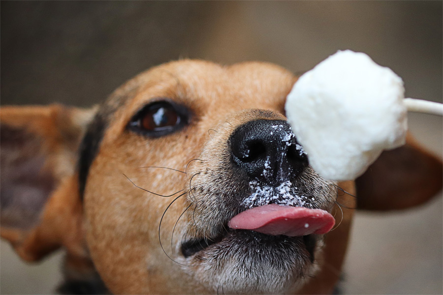 [object object] - hundeeis - Schwitzen Hunde? Tipps für heiße Tage