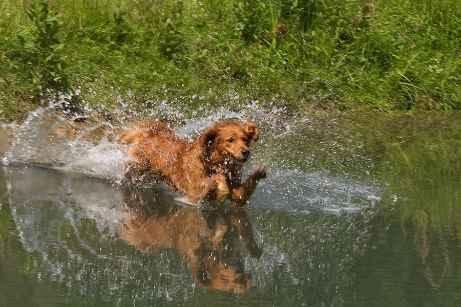 [object object] - hund wasser sprung2 - Schwimmen mit Hund