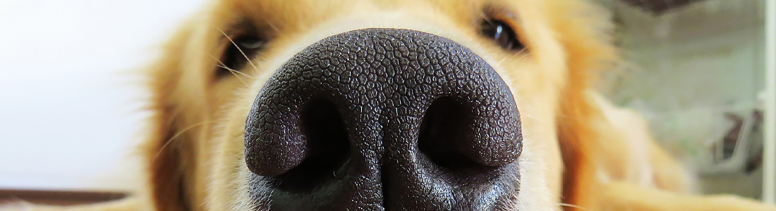schimmel in der wohnung - header schimmelspuerhund01 - Schimmelspürhund im Einsatz