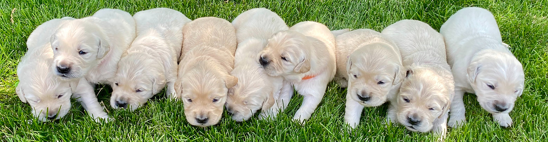 - welpen header - Biss25 Premium Hundefutter Shop - photo - welpen header - Biss25 Premium Hundefutter Shop